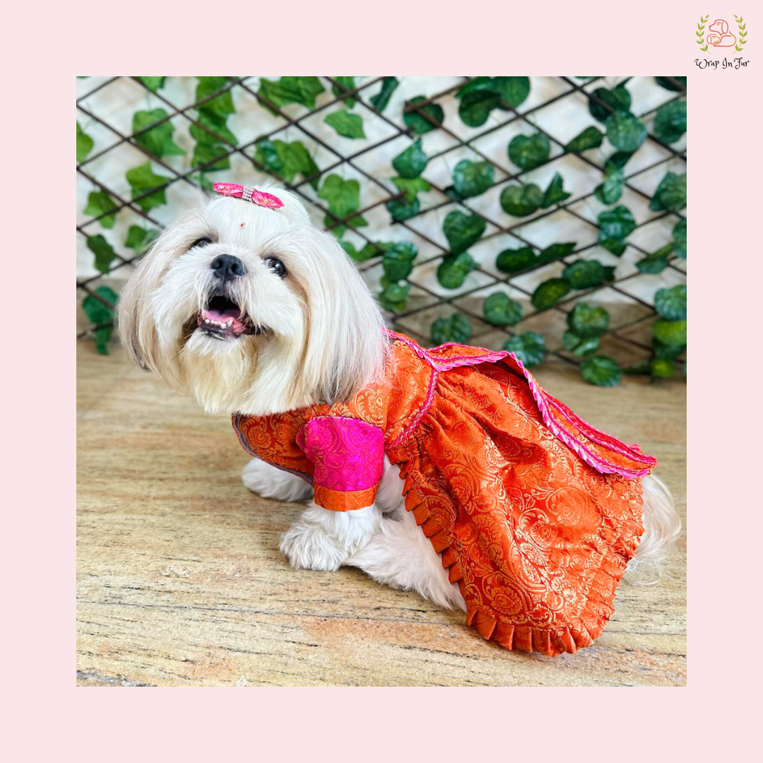 Orange & Pink Brocade Dog Bridal Dress - Traditional Saree Style Frock