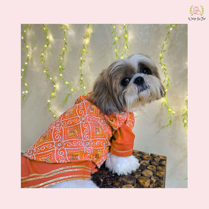Orange Resham Gota Dog Kurta Jacket Set - Indian Dog Ethnic Wear Dress
