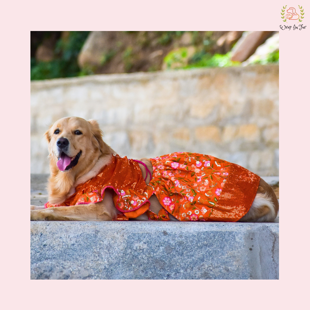 Orange Sequin Dog Bridal Dress - Traditional Lehenga Choli Set