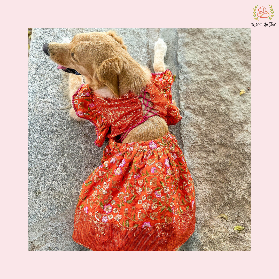 Orange Sequin Dog Bridal Dress - Traditional Lehenga Choli Set