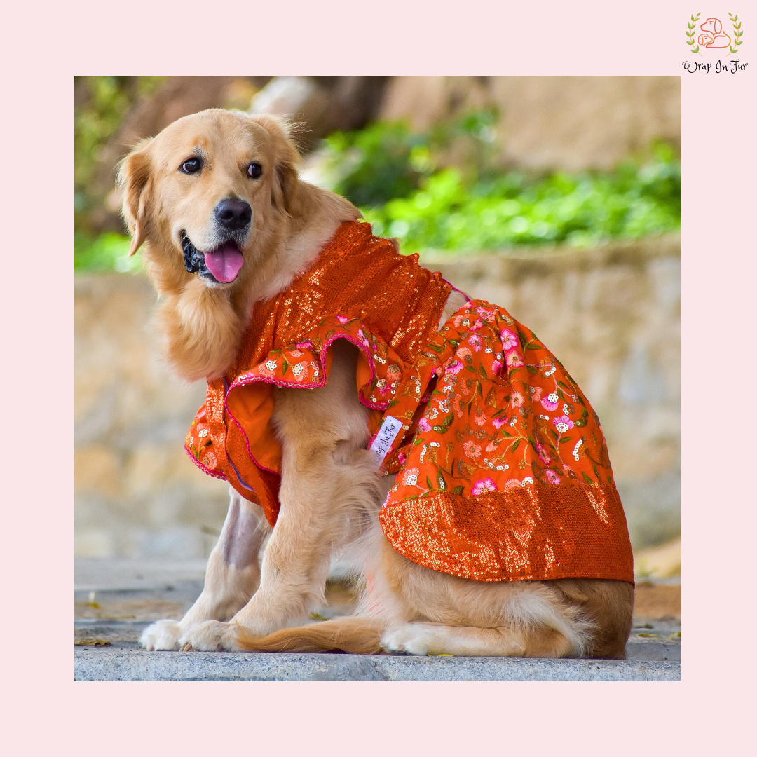 Orange Sequin Dog Bridal Dress - Traditional Lehenga Choli Set