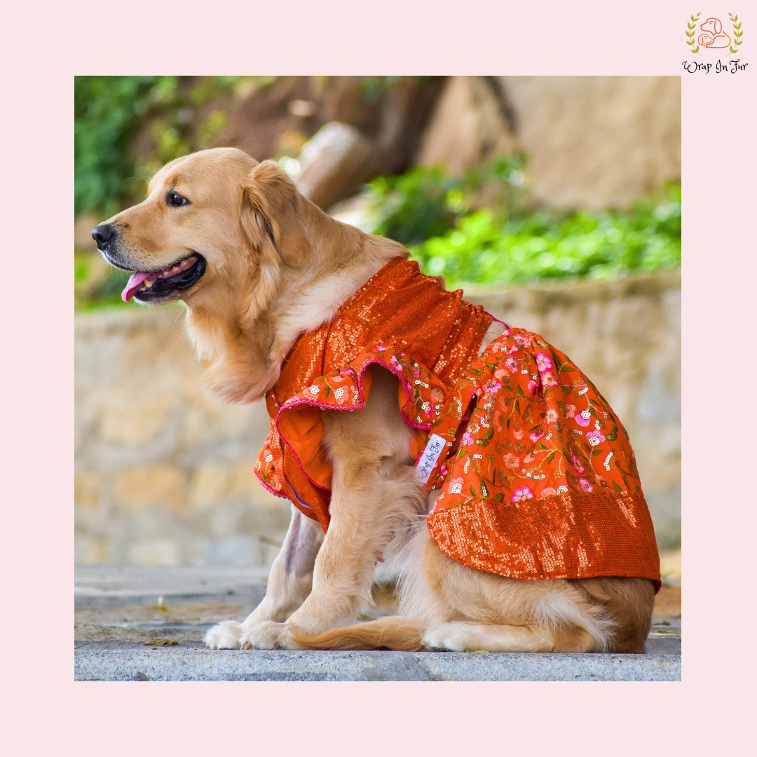 Orange Sequin Dog Bridal Dress - Traditional Lehenga Choli Set
