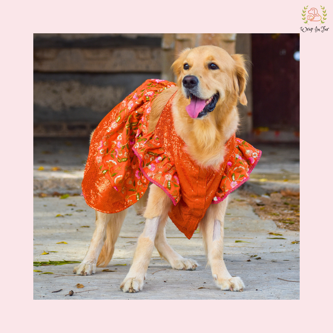 Orange Sequin Dog Bridal Dress - Traditional Lehenga Choli Set