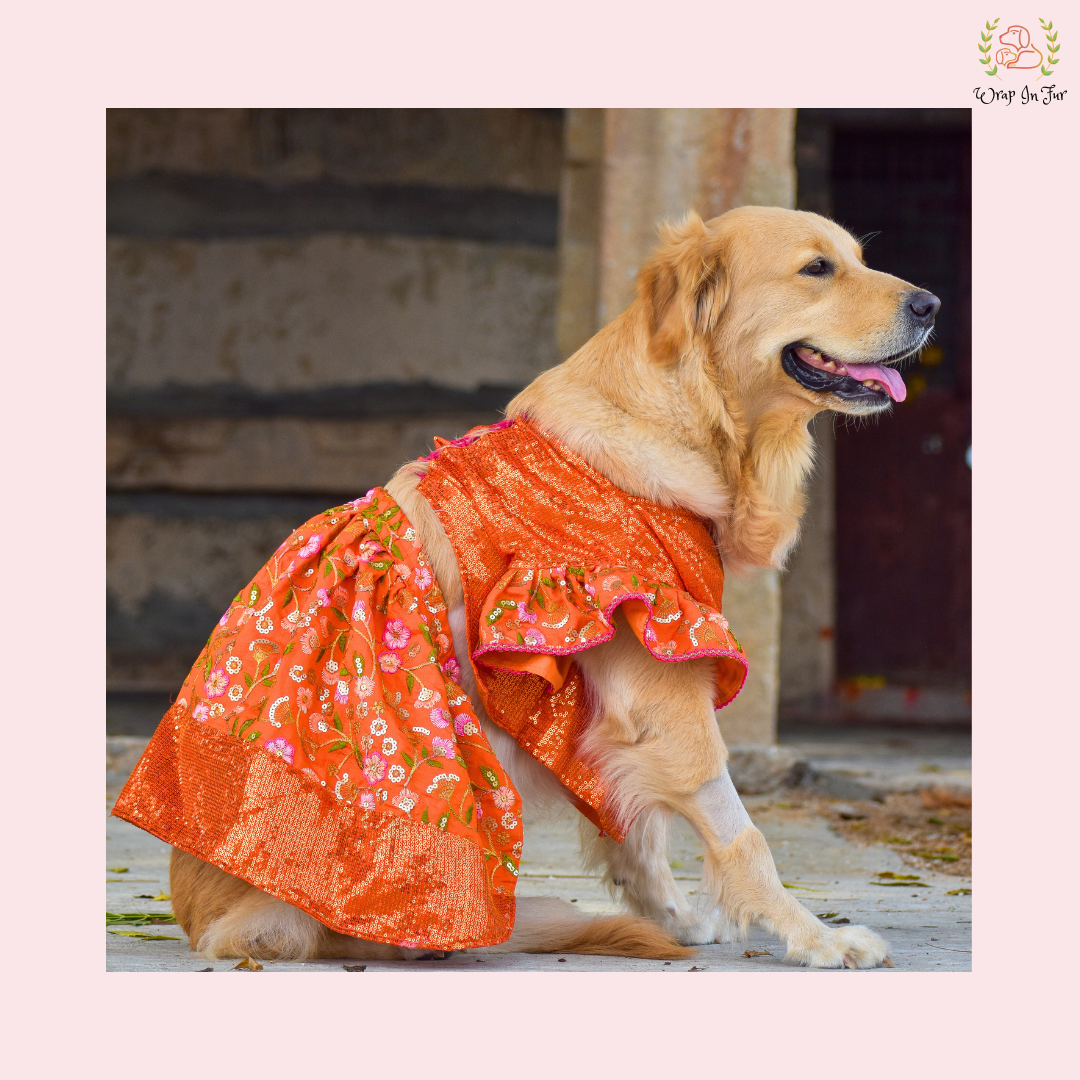 Orange Sequin Dog Bridal Dress - Traditional Lehenga Choli Set
