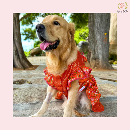 Orange Sequin Dog Bridal Dress - Traditional Lehenga Choli Set