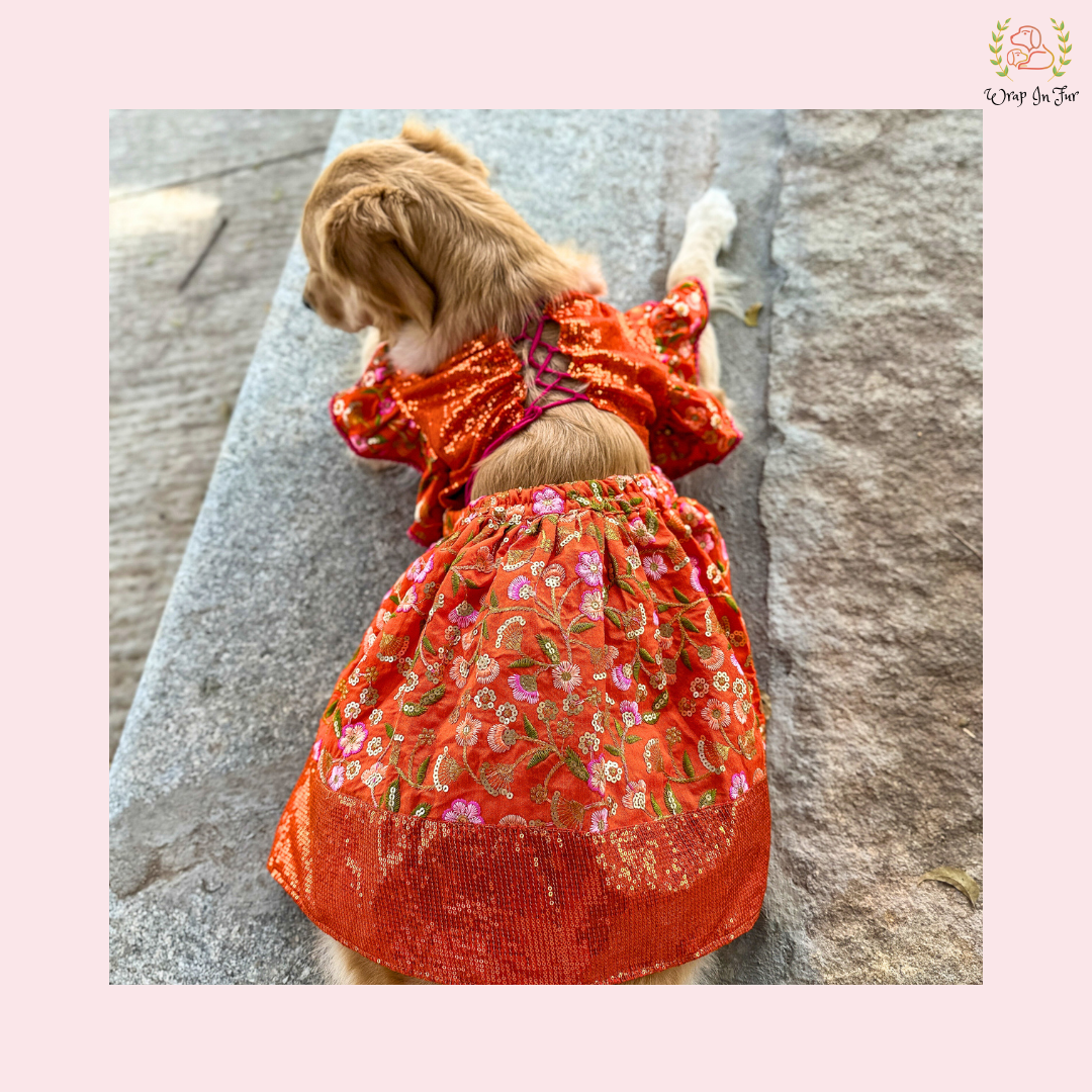 Orange Sequin Dog Bridal Dress - Traditional Lehenga Choli Set