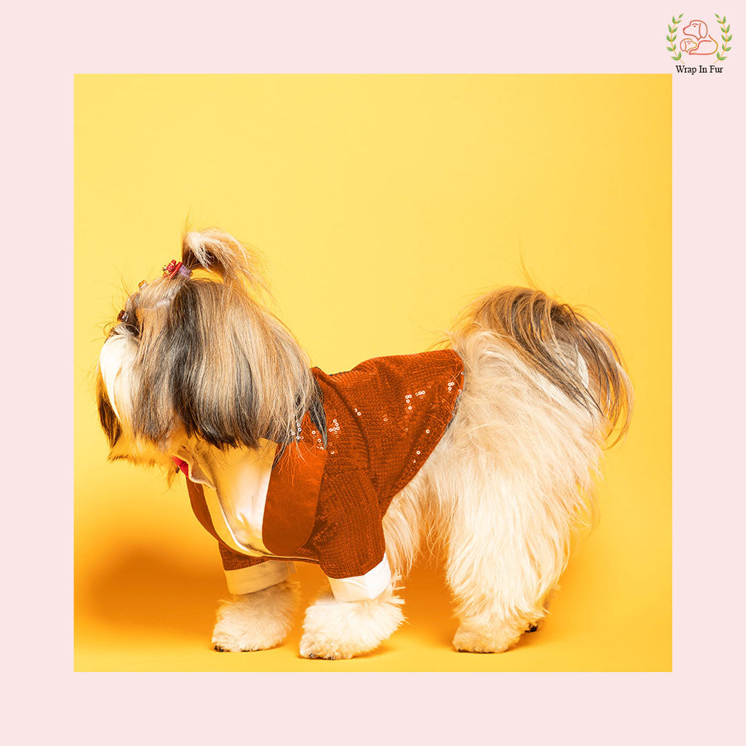 Shihtzu Orange dog tuxedo