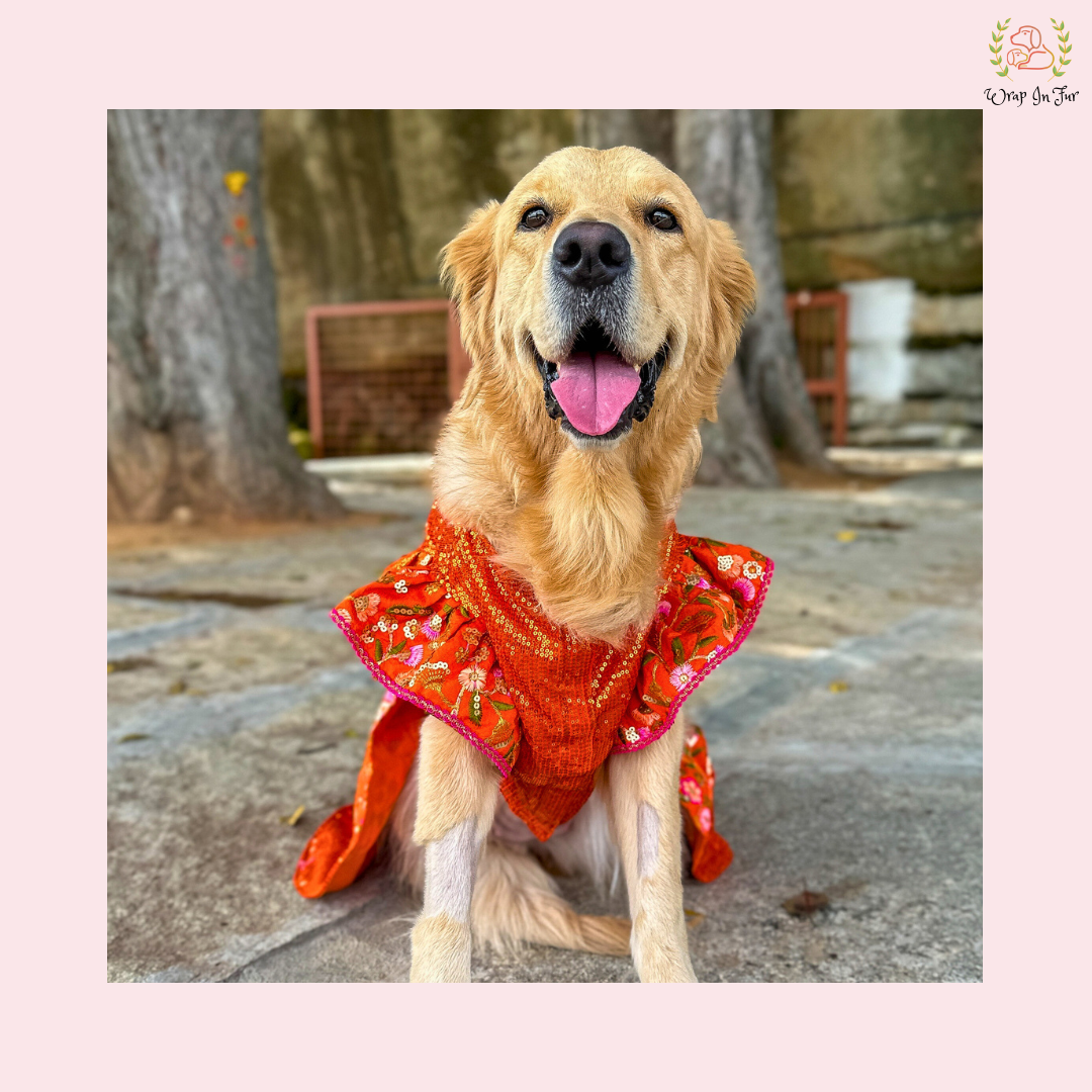 Orange Bling Lehenga Choli