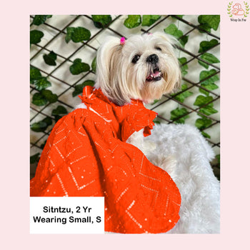 Orange shihtzu dog lehenga 