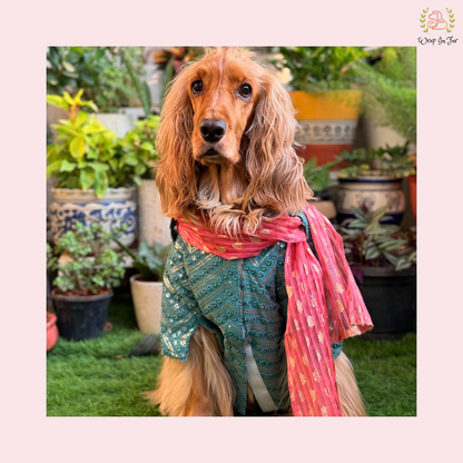 Aqua Green Dog Kurta With Dupatta