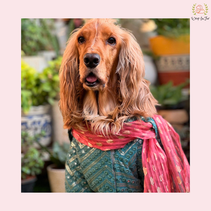 Aqua Green Dog Kurta With Dupatta