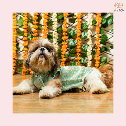 Pastel Blue Dog Sherwani