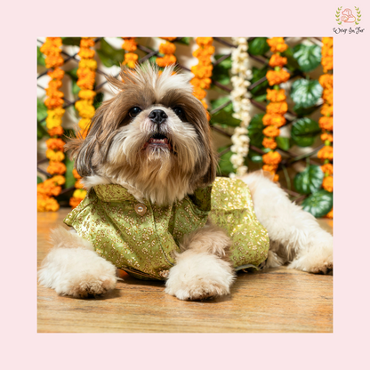 Pastel Green Dog Sherwani