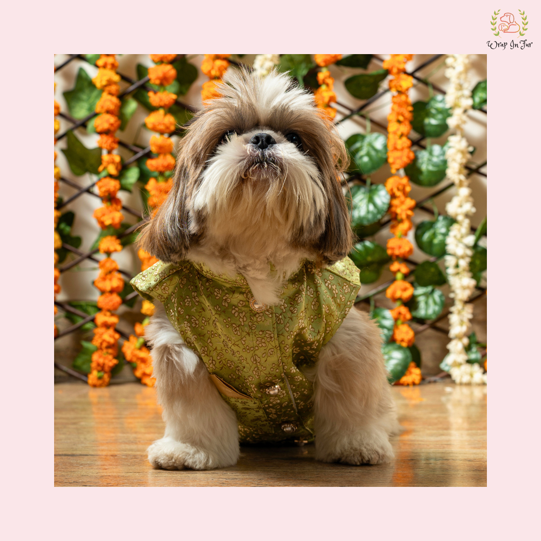 Pastel Green Dog Sherwani