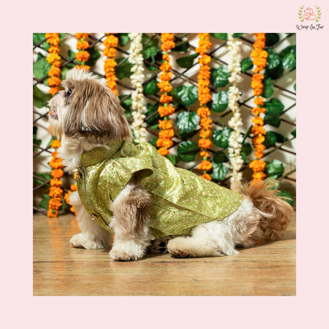 Pastel Green Dog Sherwani