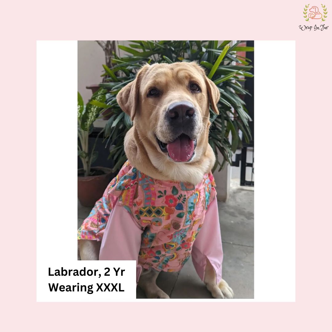 Labrador Pink printed jacket for dogs