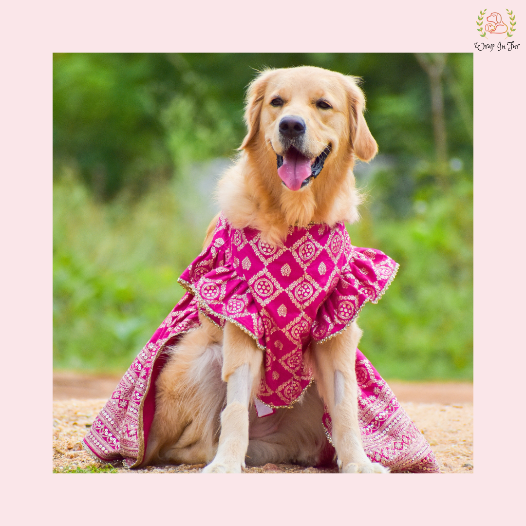 Pink Mastani Bridal Dog Lehenga – Premium Dog Wedding Dress