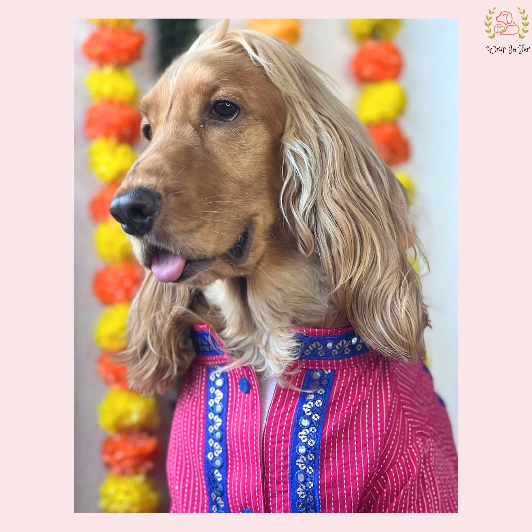 Pink & Royal Blue Bandhani Dog Kurta - Premium Indian Dog Ethnic Wear