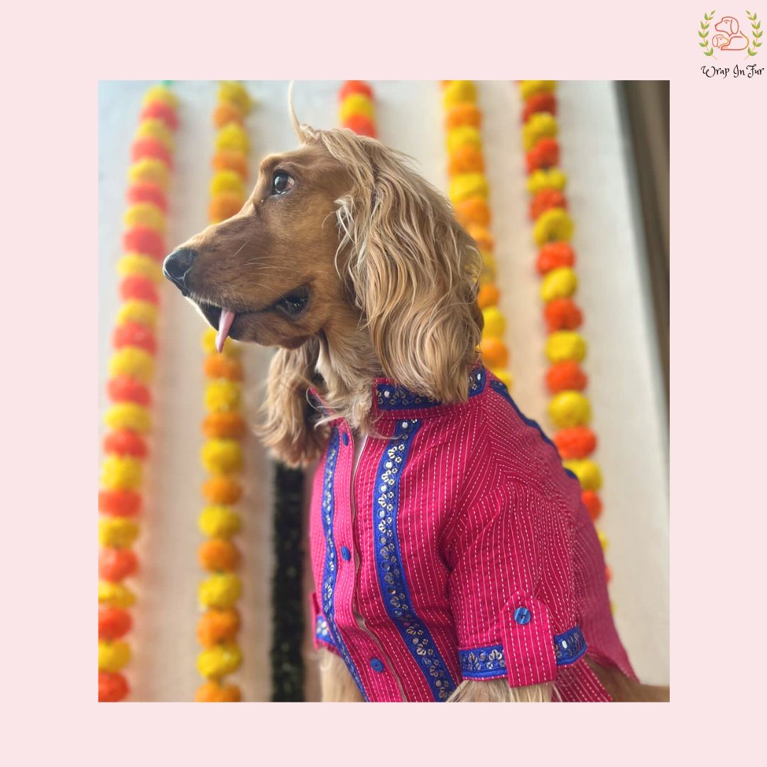 Pink & Royal Blue Bandhani Dog Kurta - Premium Indian Dog Ethnic Wear