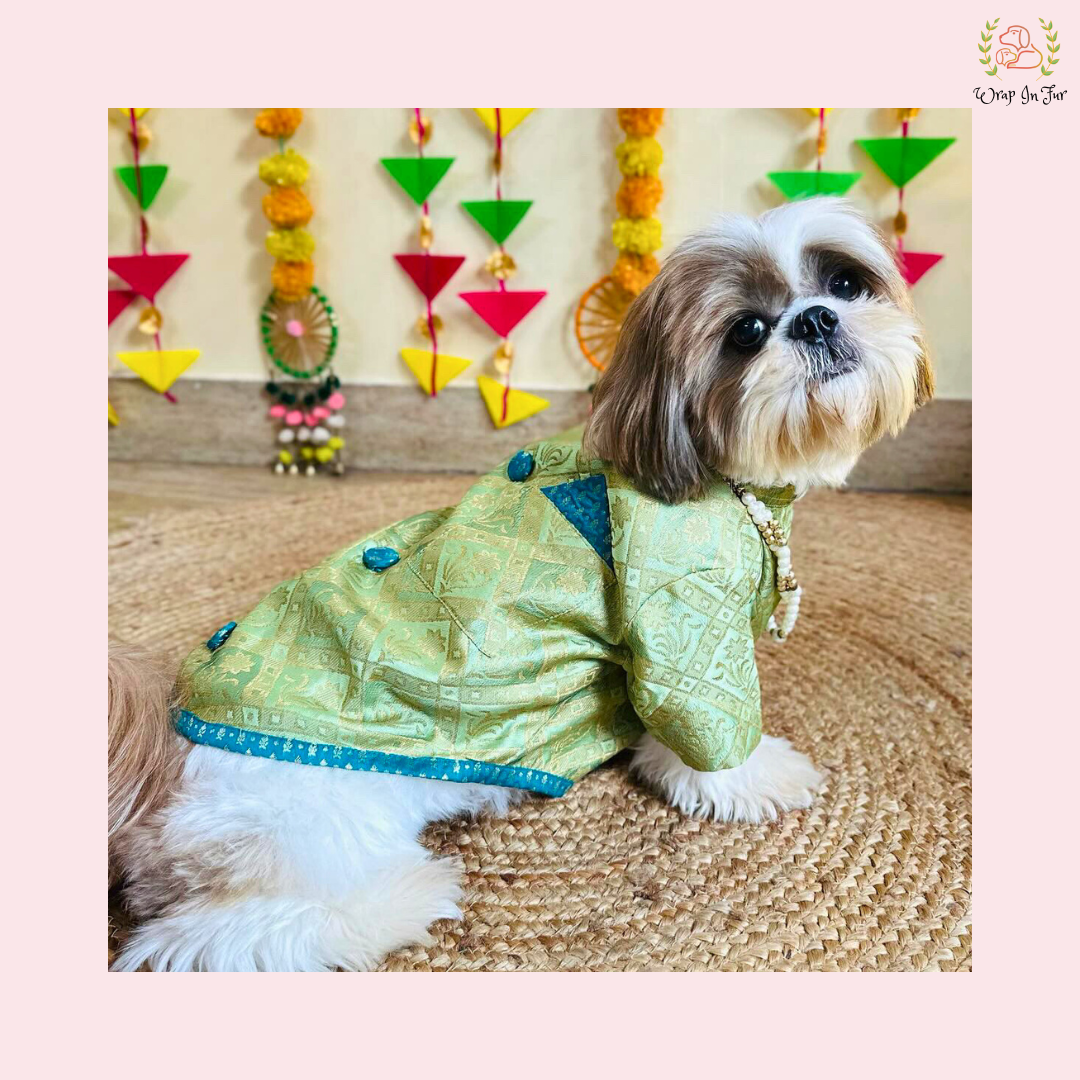 Mint Green Dog Sherwani