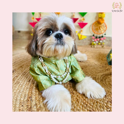 Mint Green Dog Sherwani