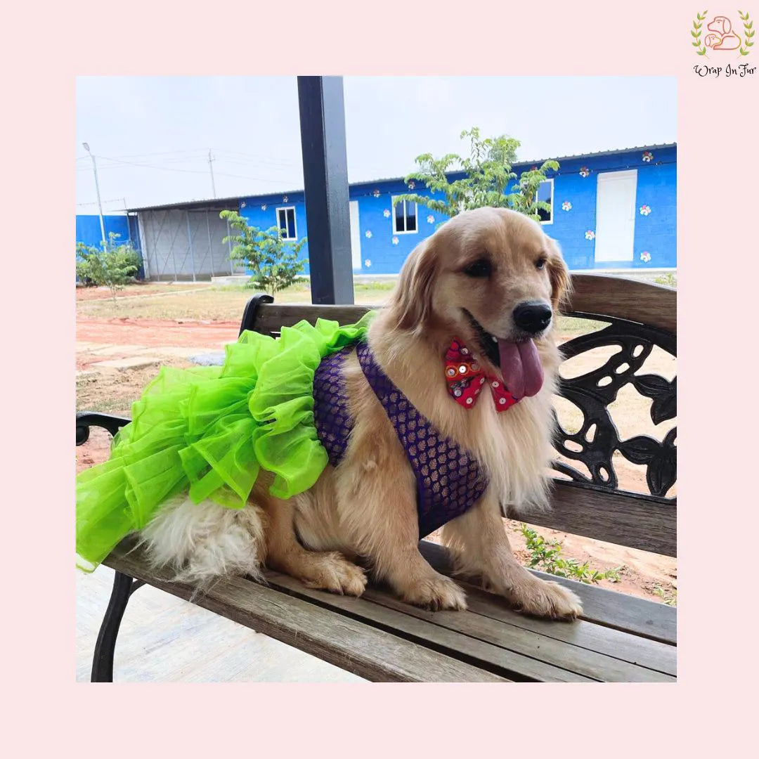 Pretty Dog Neon Gown for beagle