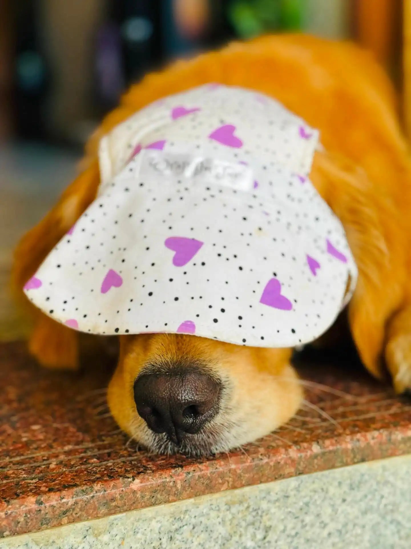 Purple Heart dog Cap