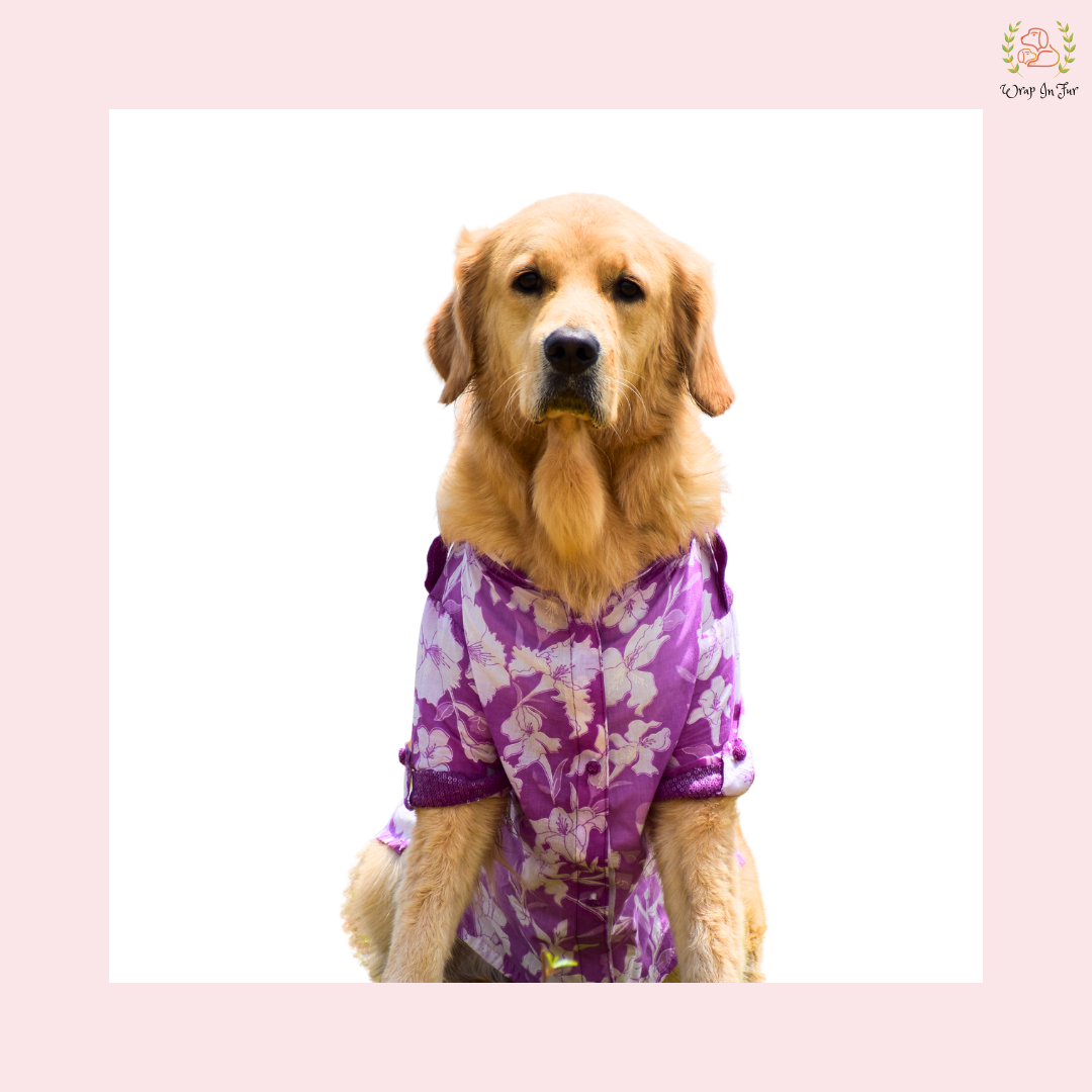 Purple Pathani Dog Kurta