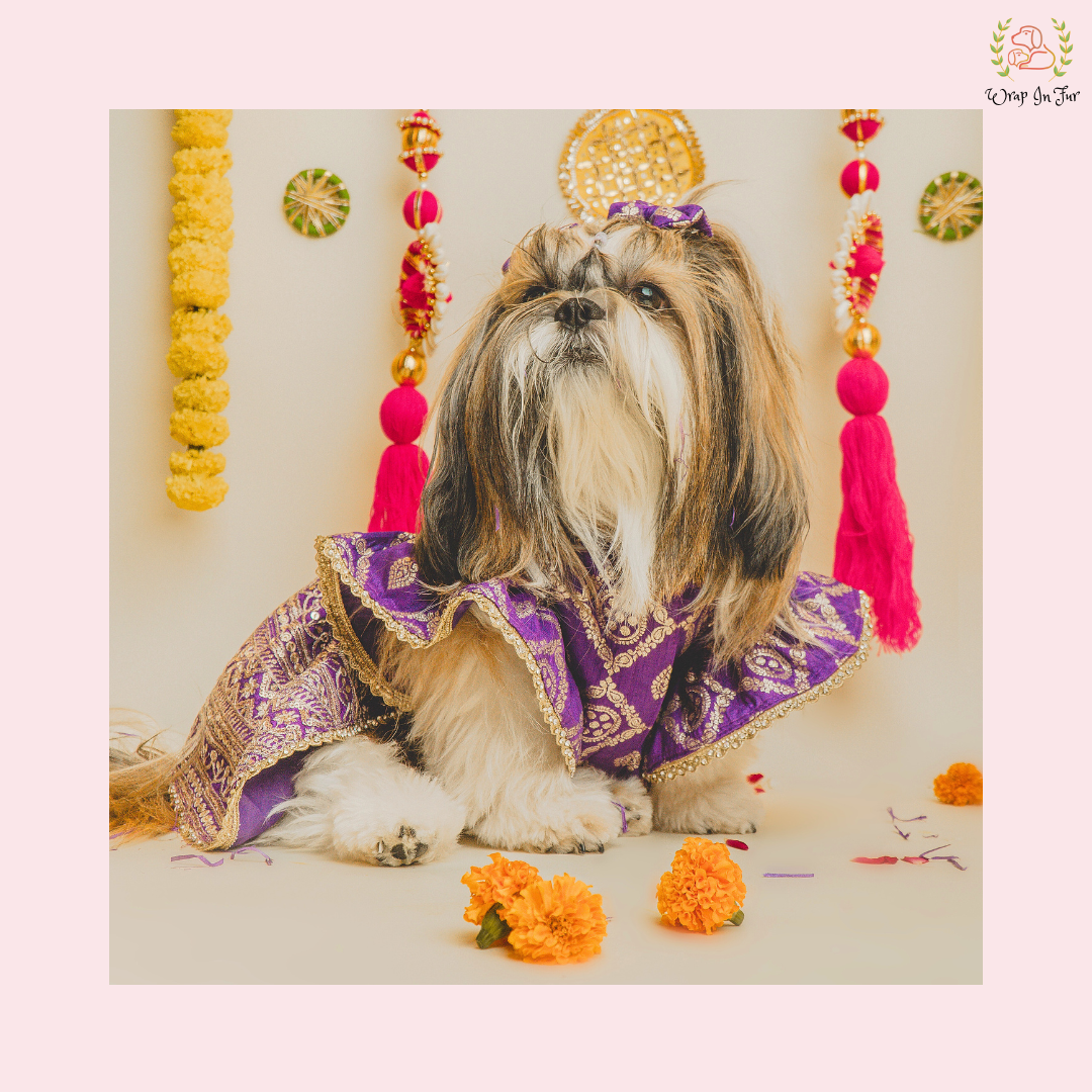 shihtzu dog lehenga