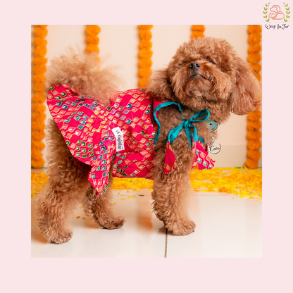 Poodle wearing a pink patterned outfit with a blue bow for rakhi