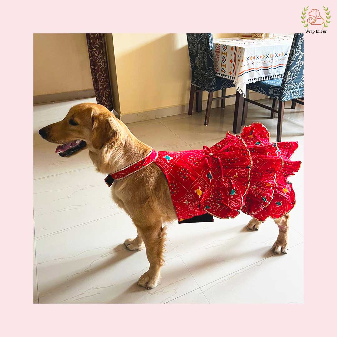Red Bandhani Dog Princess Dress | Premium Dog Wedding Outfit