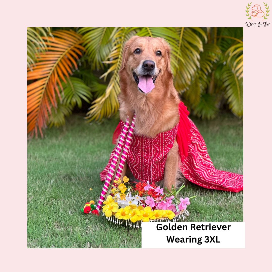 Red Ethnic Dog Frock Dress – Dog Wedding & Party Wear