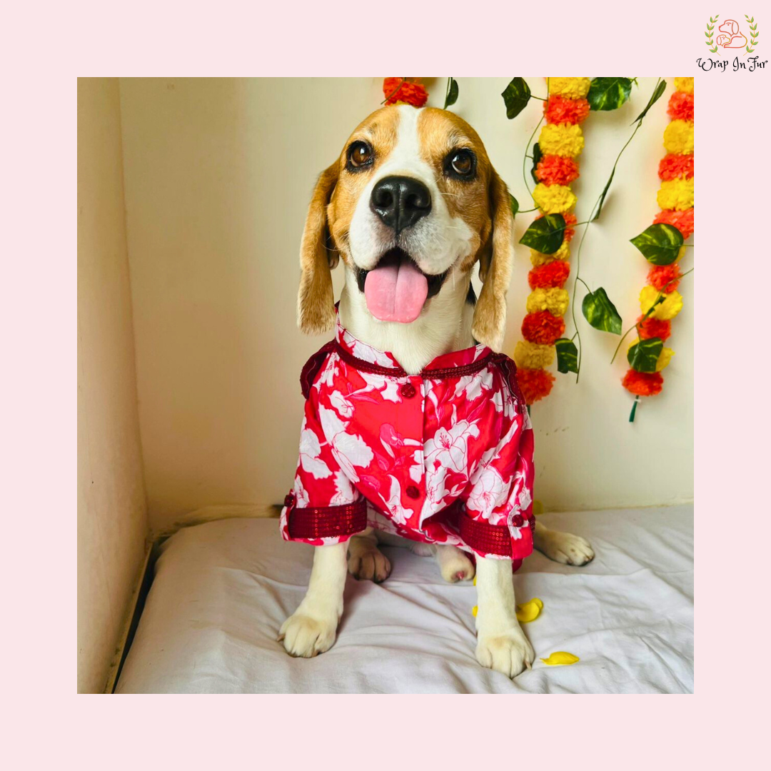 Red Floral Pathani Dog Kurta - Premium Indian Dog Ethnic Wear Dress