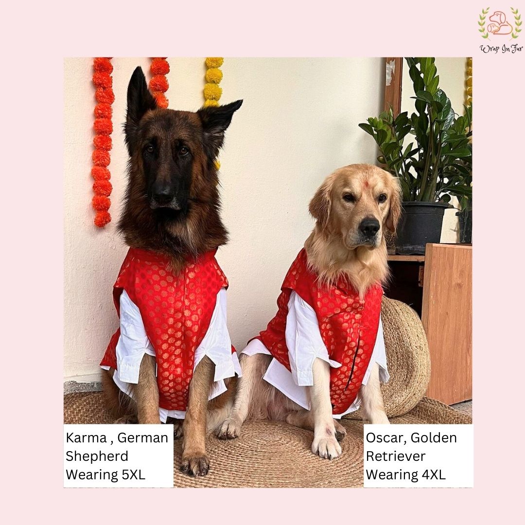 Red & Gold Brocade Dog Kurta Jacket Set - Premium Dog Ethnic Wear