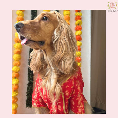 Red & Gold Paisley Dog Angarkha Kurta - Premium Indian Dog Ethnic Wear