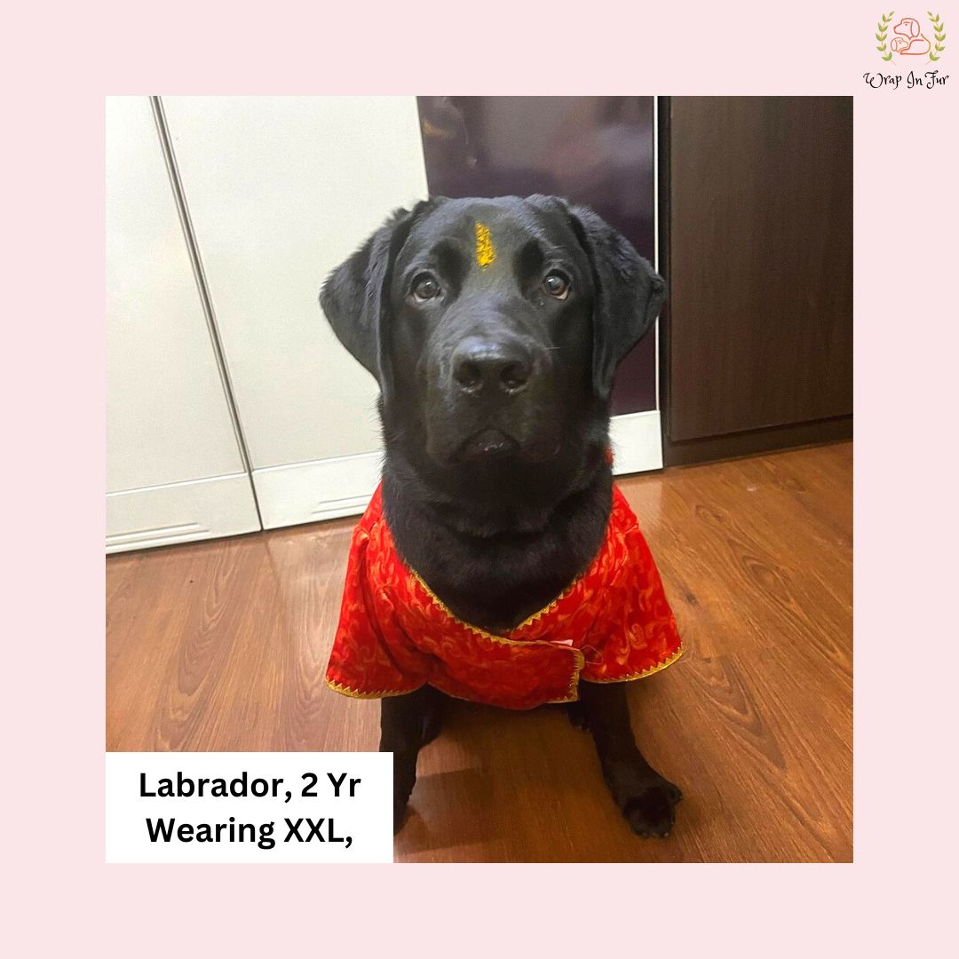 Red & Gold Paisley Dog Angarkha Kurta - Premium Indian Dog Ethnic Wear