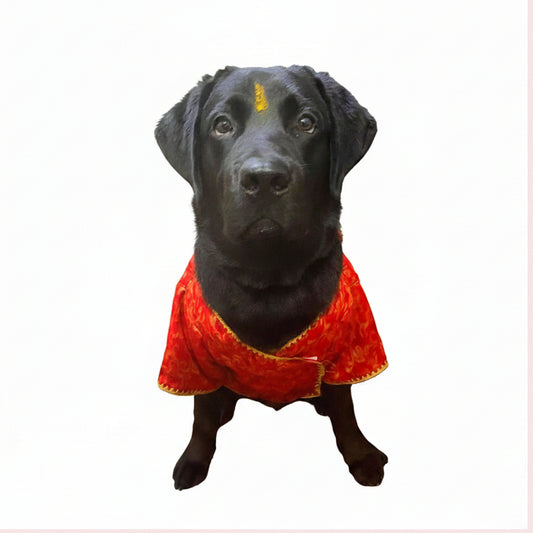 Red & Gold Paisley Dog Angarkha Kurta 