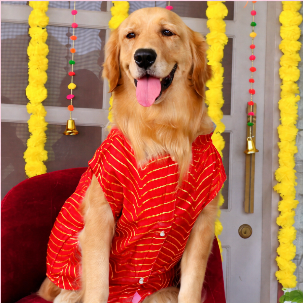 Best dog sherwani for big dogs