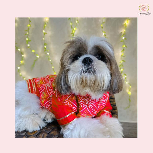 Red Resham Gota Dog Kurta Jacket Set - Traditional Indian Dog Ethnic Wear Dress