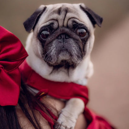 Red Satin Dog Frock & Parent Twinning Set