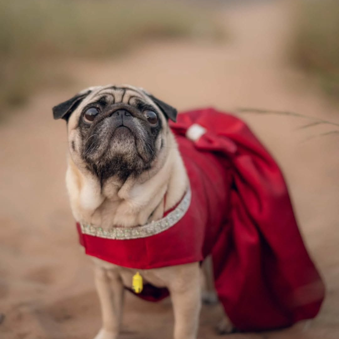 Red Satin Dog Frock & Parent Twinning Set