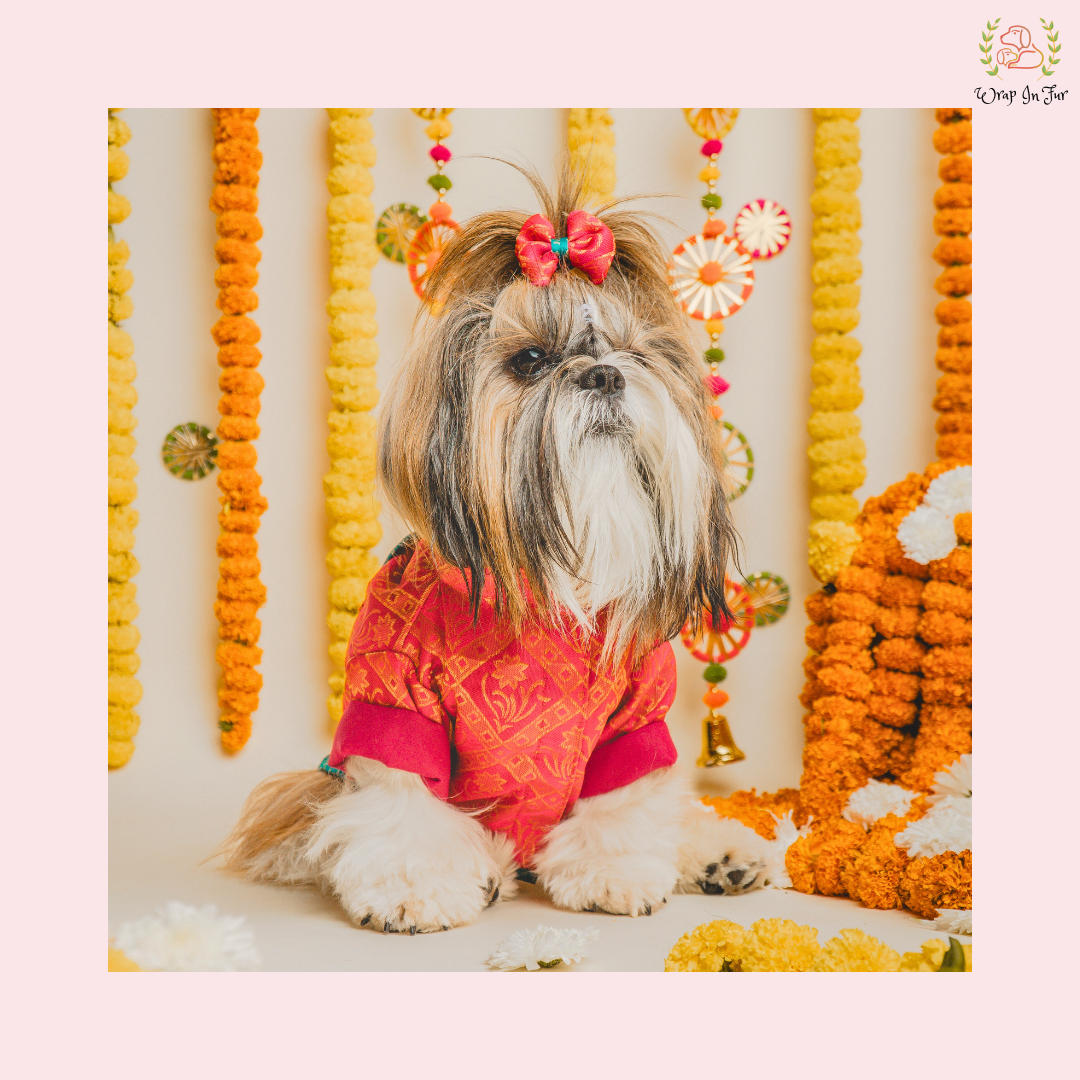 shihtzu sherwani