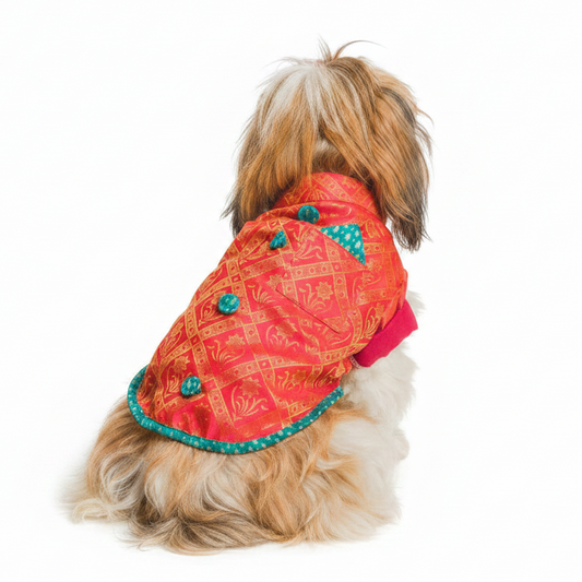 Dog sherwani