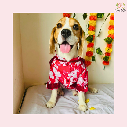 Red Pathani Dog Kurta