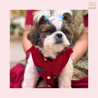 Red Velvet Maharaja Jacket Dog Sherwani
