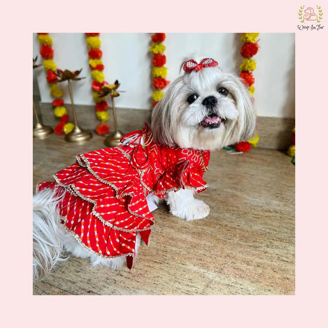 red cotton dog lehenga choli