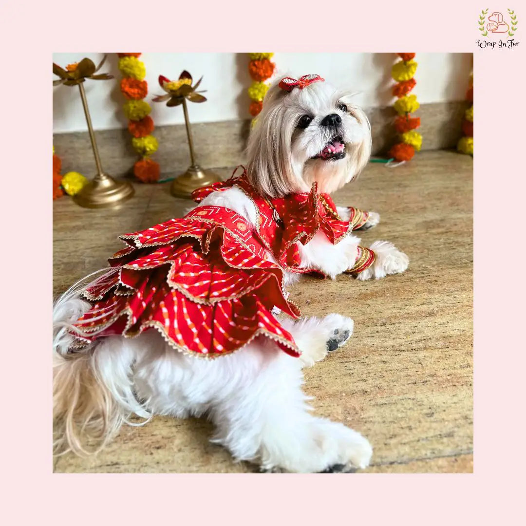 red cotton dog lehenga choli for big dog