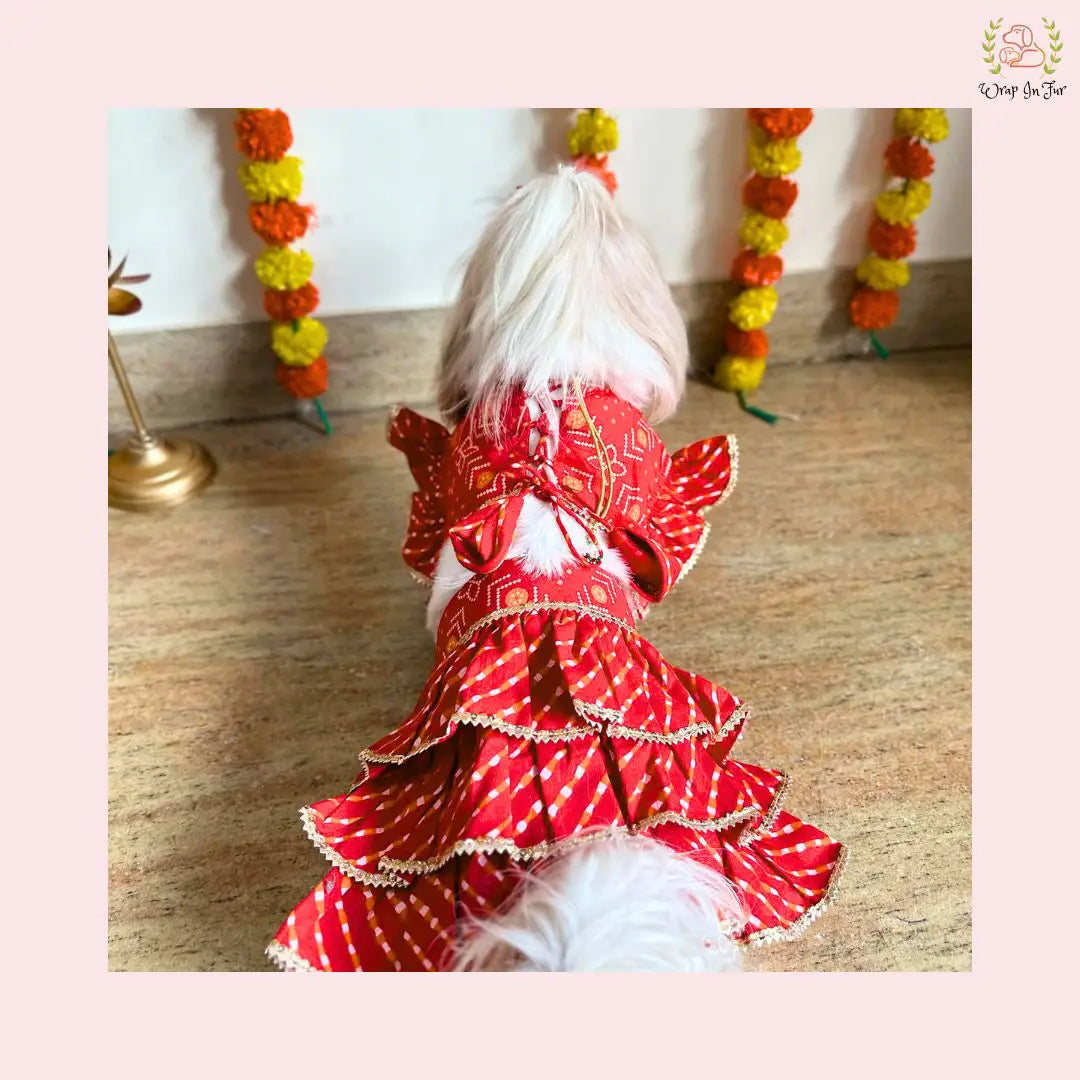 red cotton dog lehenga choli for shihtzu