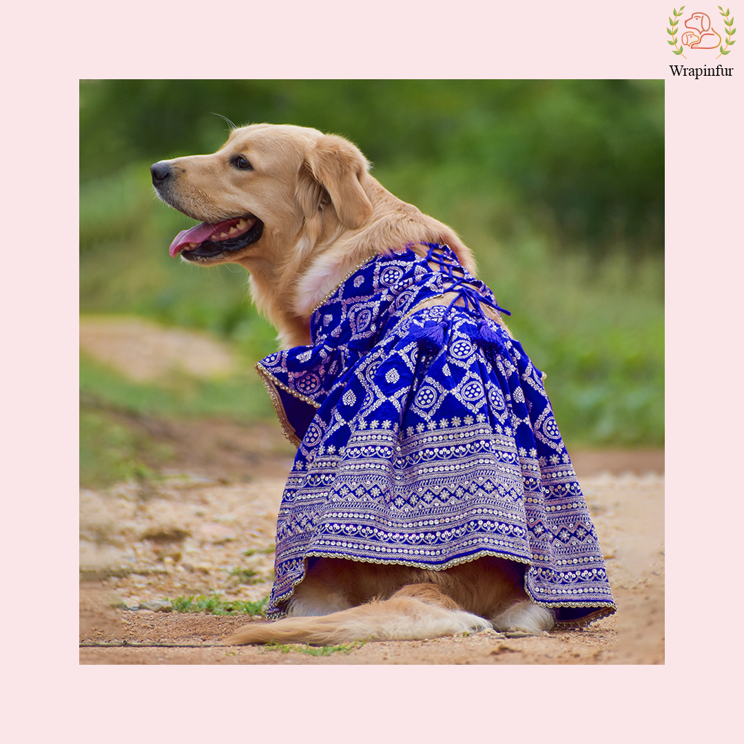 Royal Blue Dog Lehenga Choli Dress - Luxury Wedding Outfit