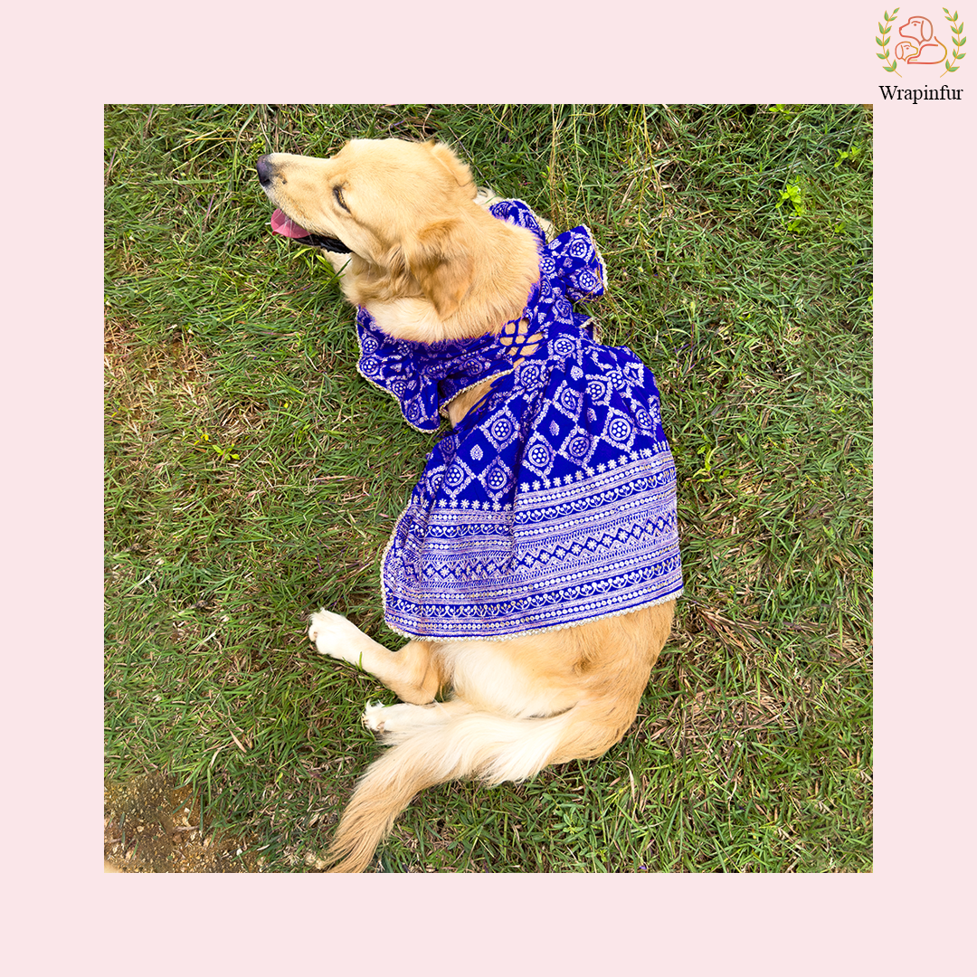Royal Blue Dog Lehenga Choli Dress - Luxury Wedding Outfit